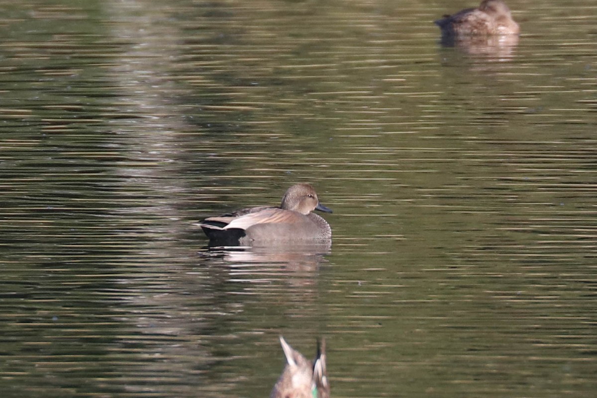 Gadwall - ML282342701