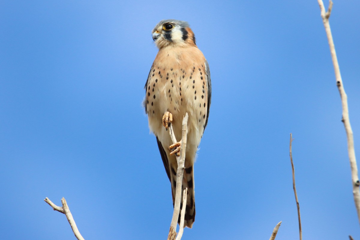 American Kestrel - ML282343571