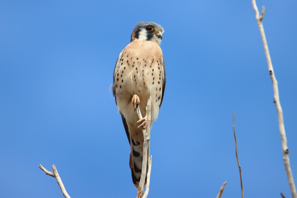 American Kestrel - ML282343581