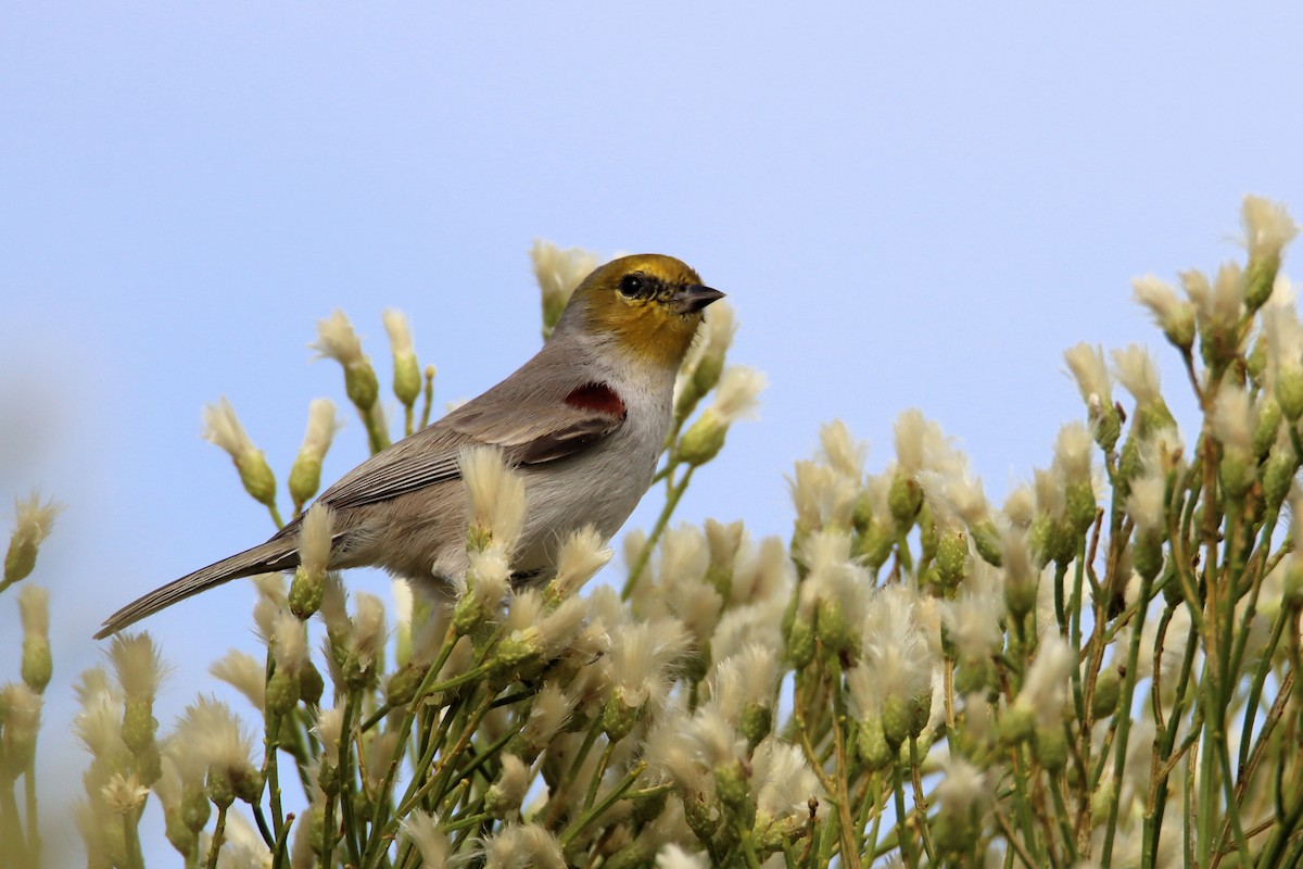 Verdin - ML282343701