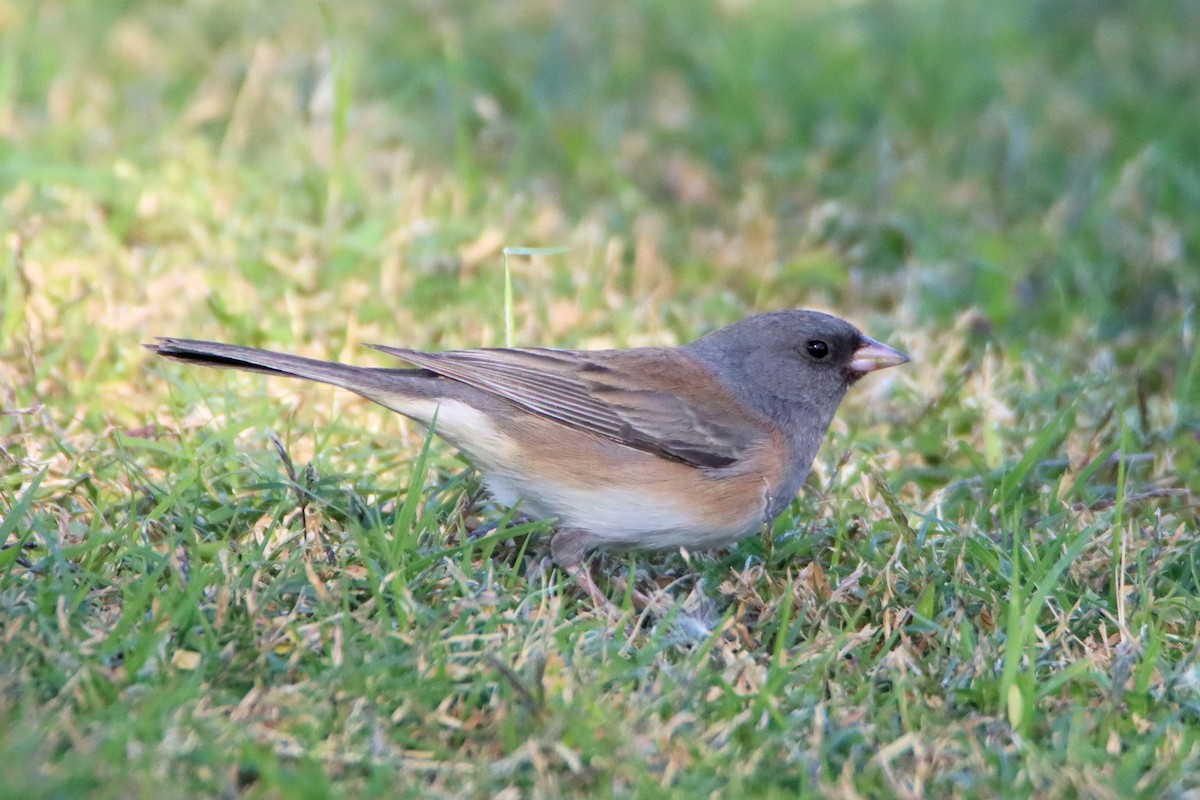 Dark-eyed Junco - ML282343961