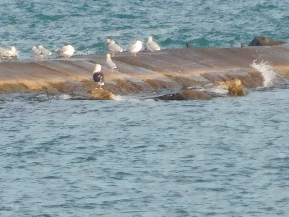 racek mořský - ML282344351