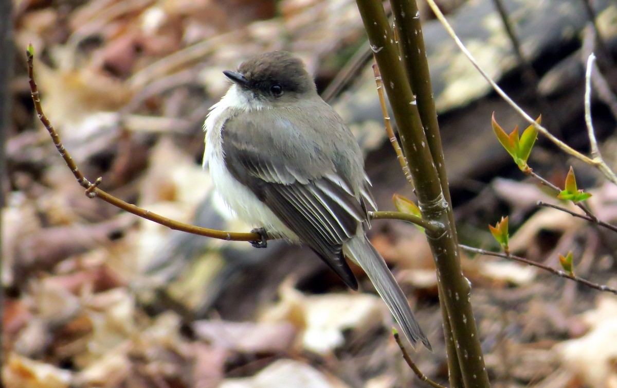 Eastern Phoebe - Barry Day
