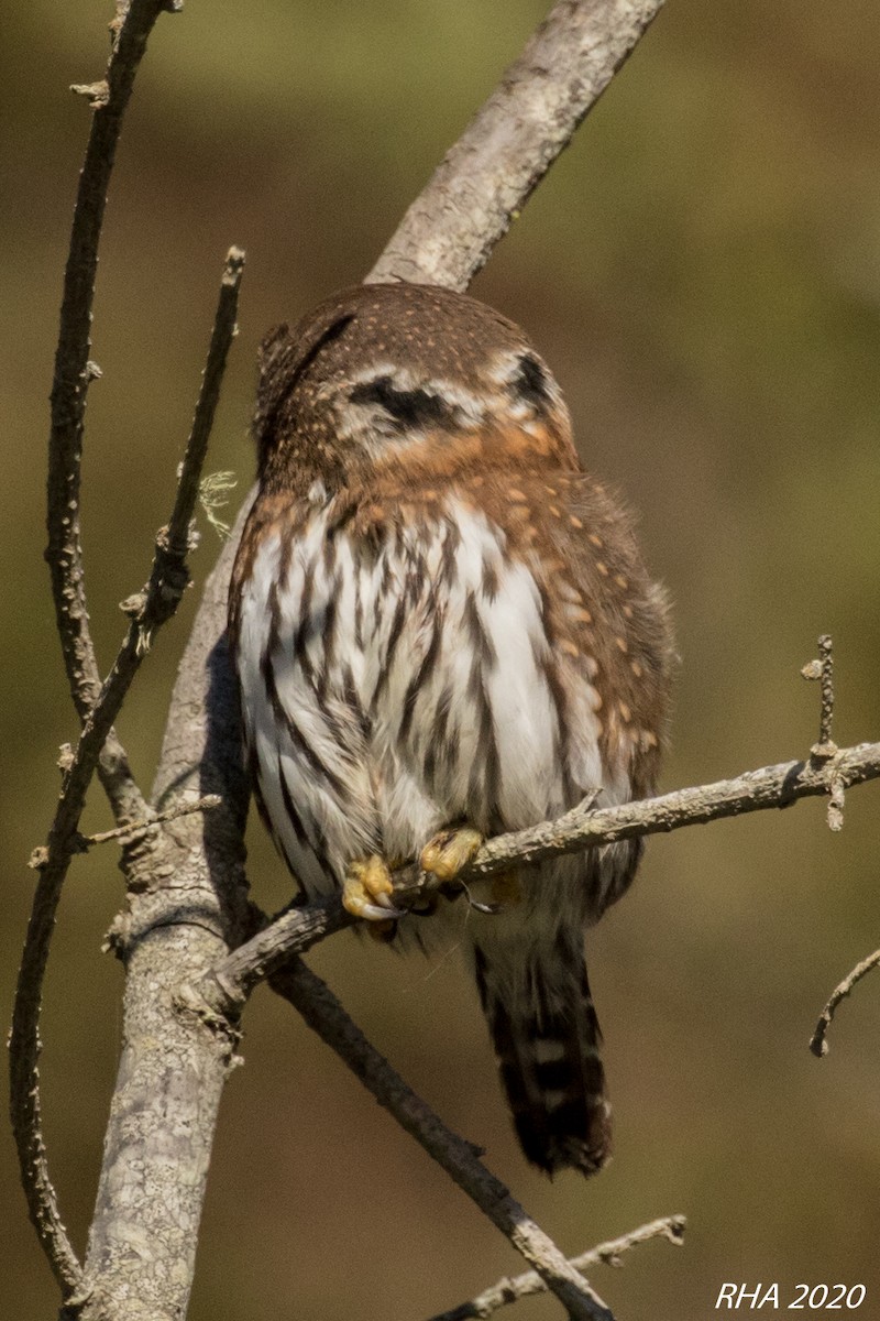 Northern Pygmy-Owl - ML282347781
