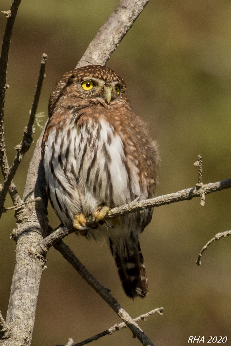 Northern Pygmy-Owl - ML282347791