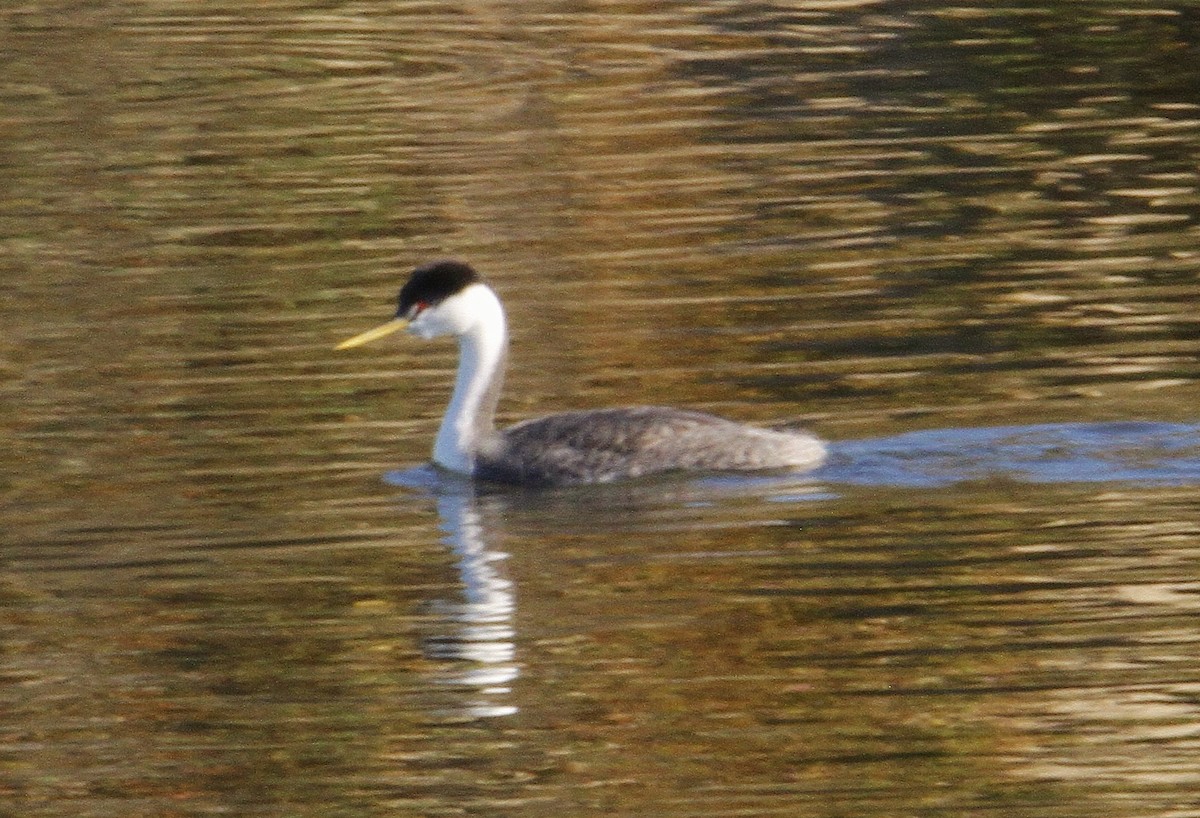 Clark's Grebe - ML282348781