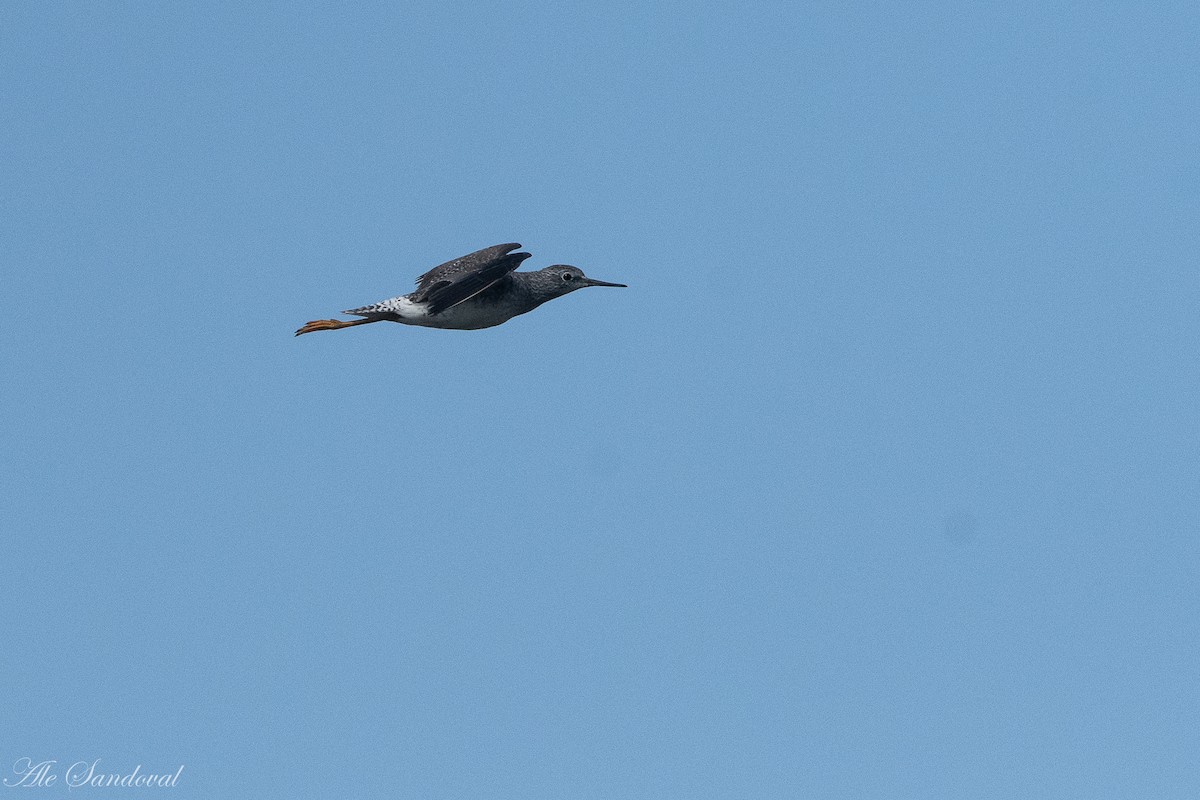 Lesser Yellowlegs - ML282348821