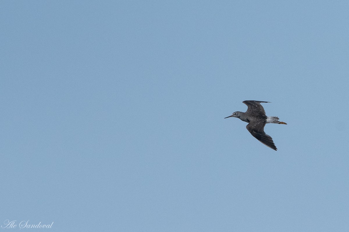 Lesser Yellowlegs - ML282348831