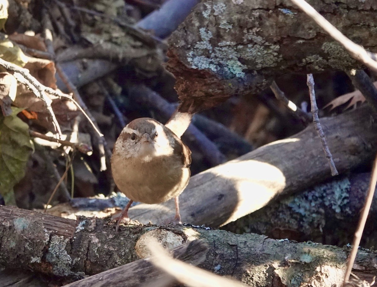 Carolina Wren - Jeanne-Marie Maher