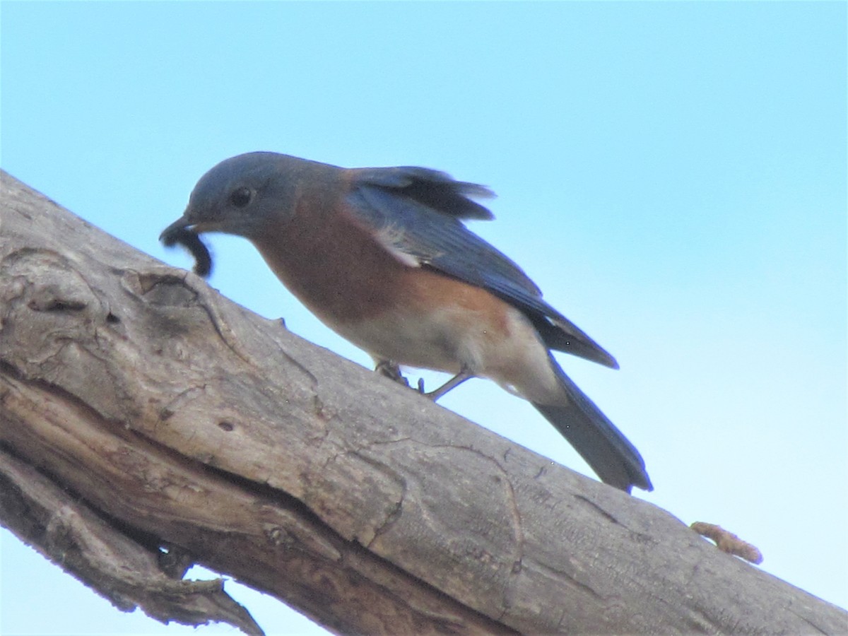 Eastern Bluebird - ML282349201