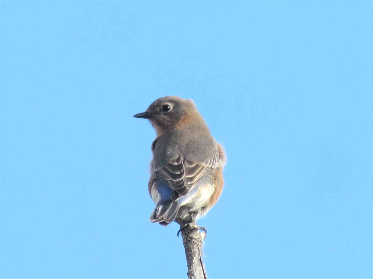 Eastern Bluebird - ML282349251