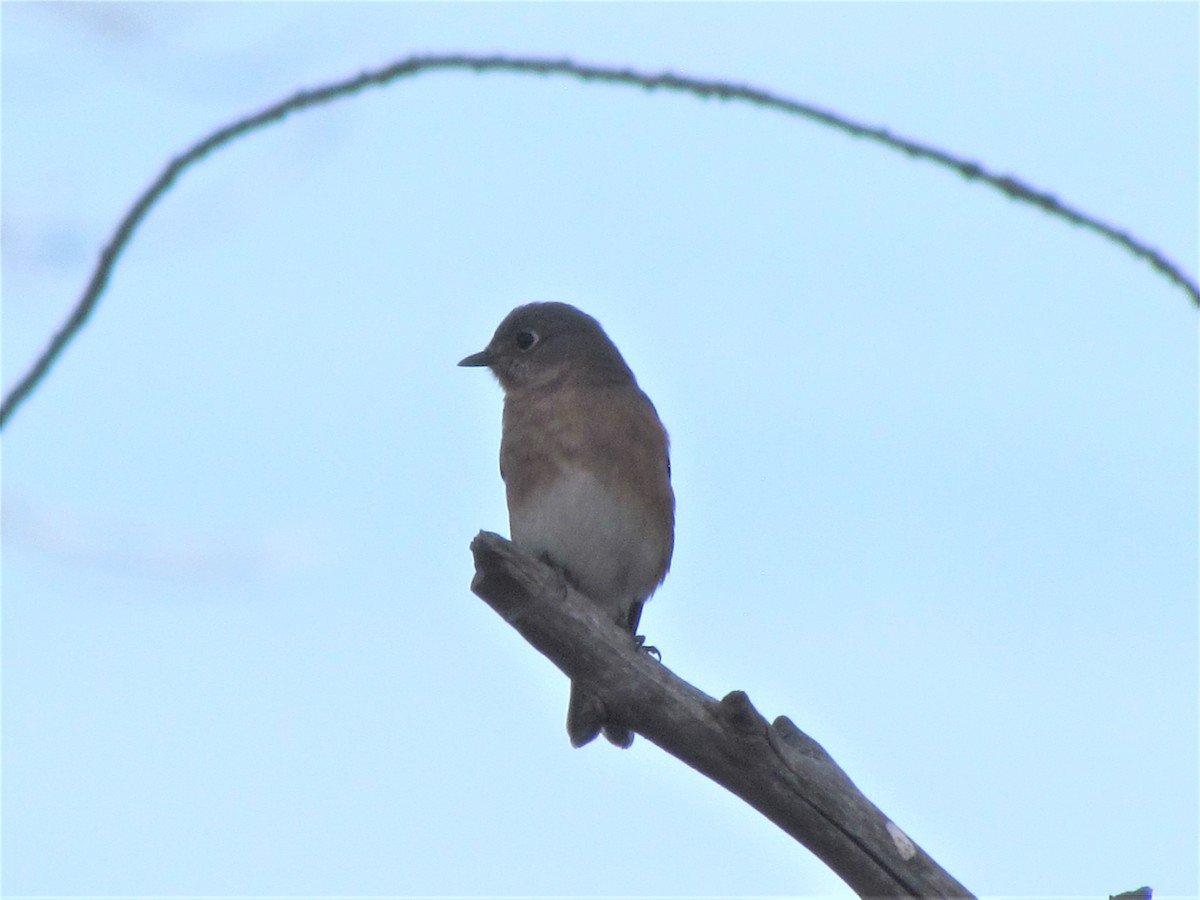 Eastern Bluebird - ML282349291