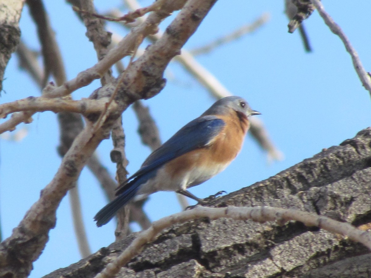 Eastern Bluebird - Tanja Britton