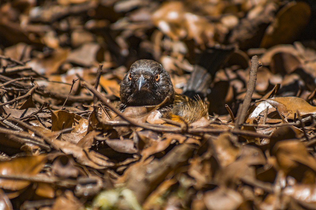 Spotted Towhee (Socorro) - ML282350761