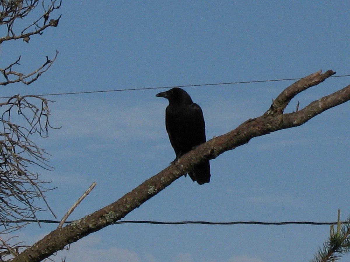American Crow - ML282351271
