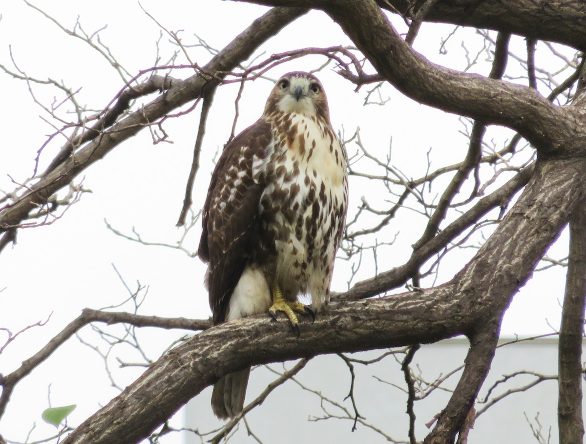 Red-tailed Hawk - ML282351971