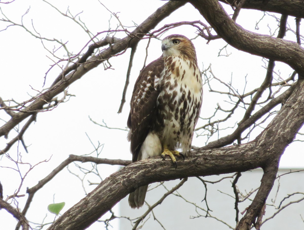 Red-tailed Hawk - ML282351981