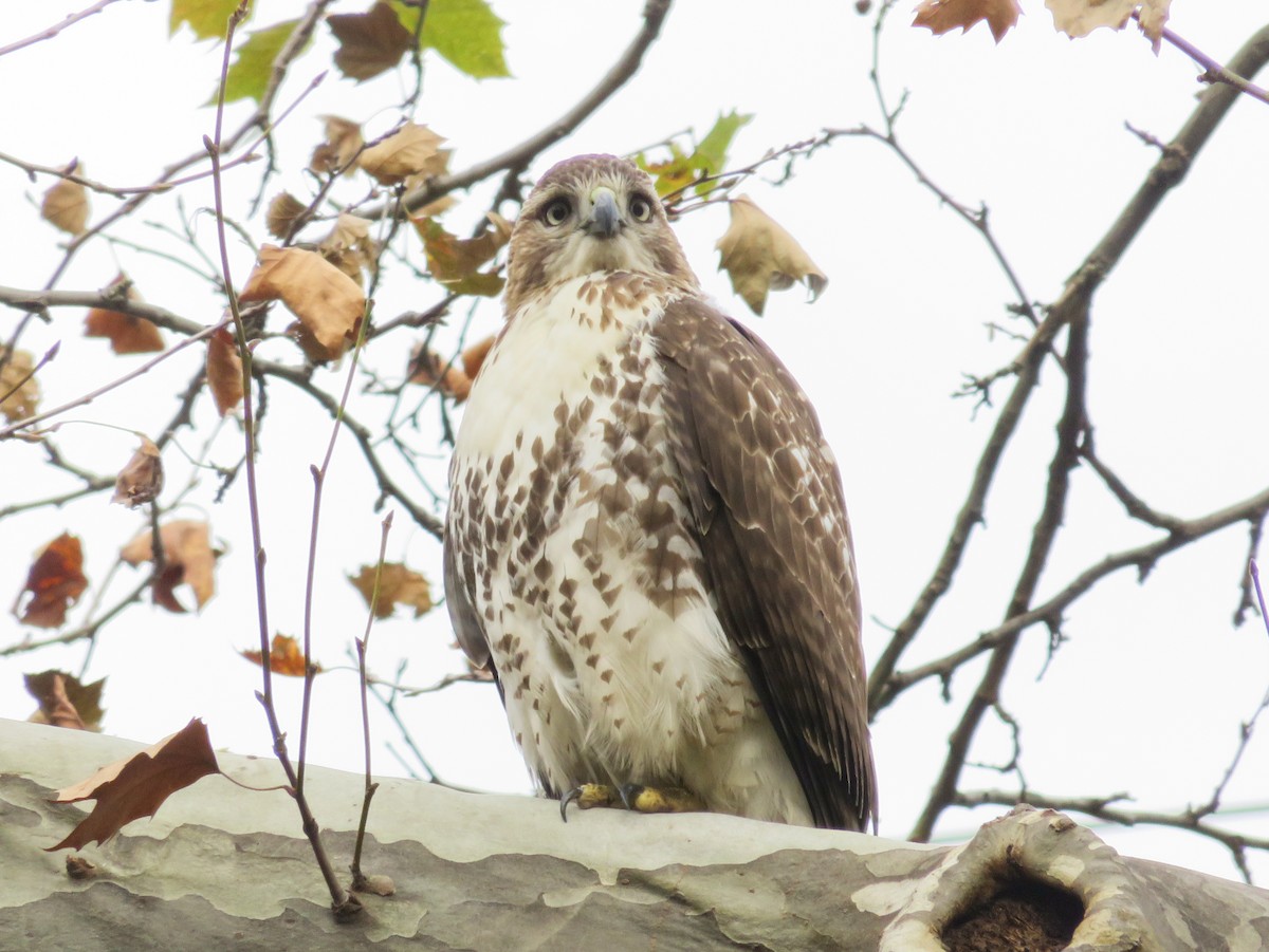 Red-tailed Hawk - ML282351991