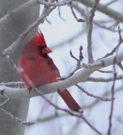 Northern Cardinal - ML282352771