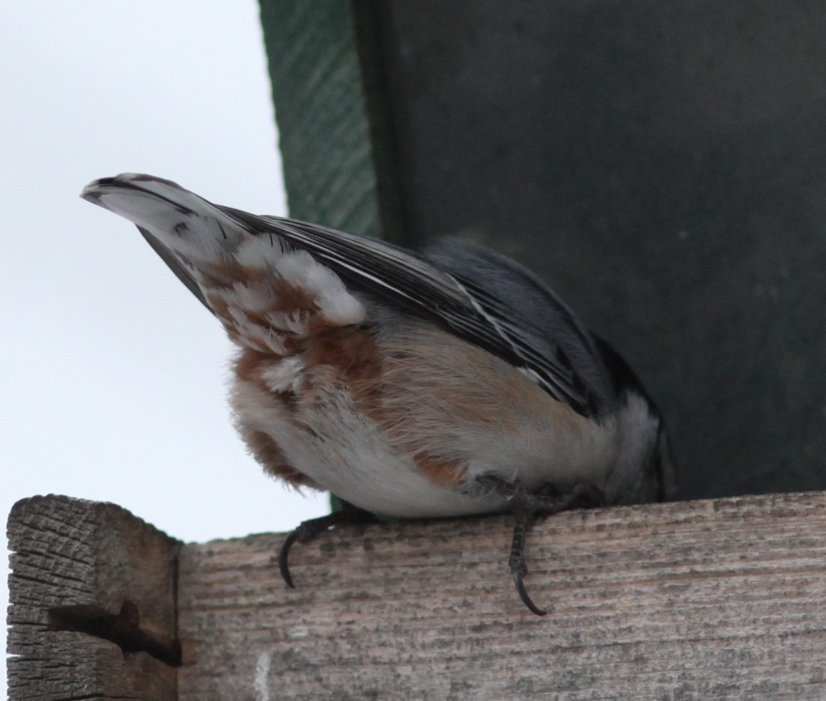 White-breasted Nuthatch - ML282353171