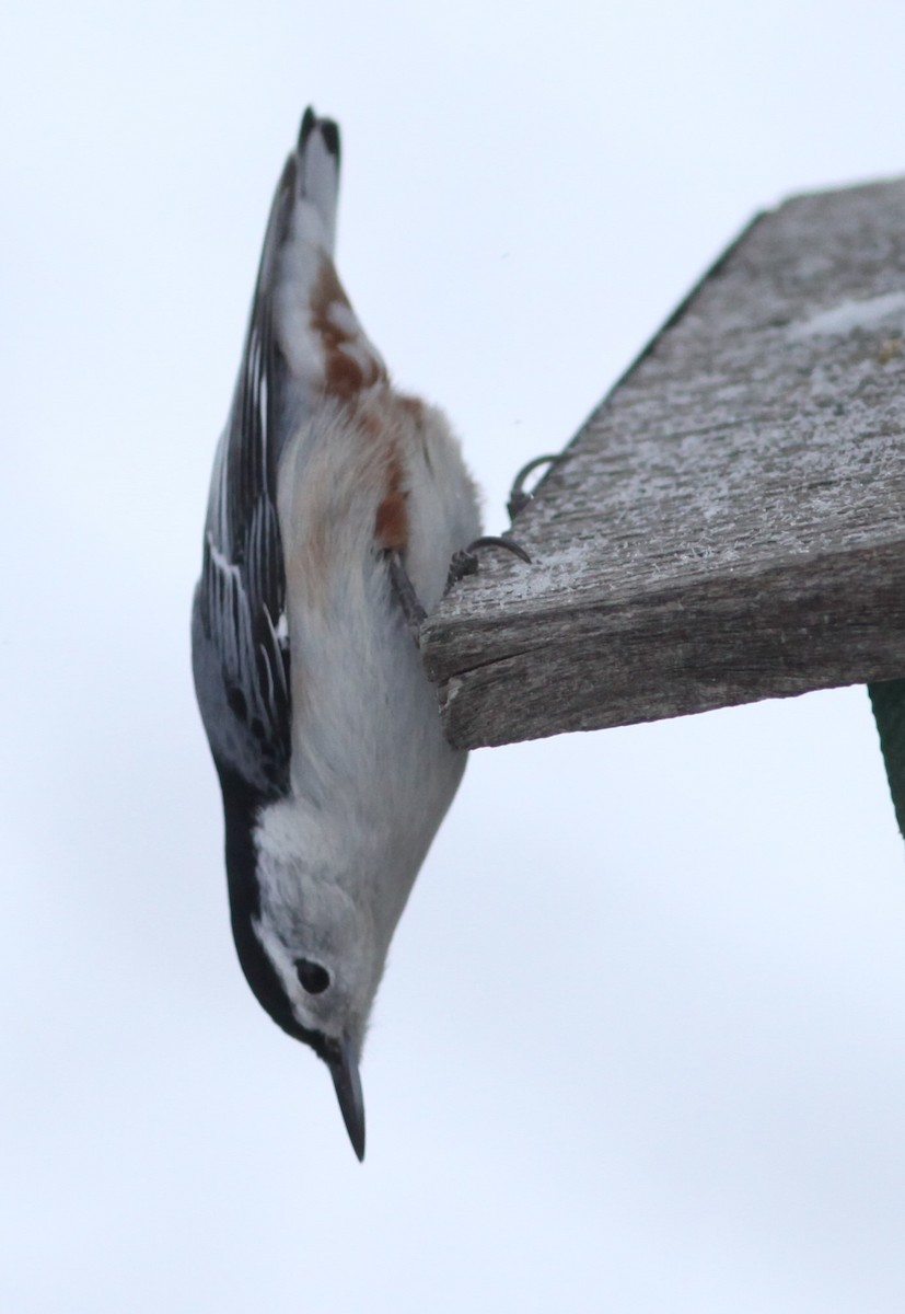 White-breasted Nuthatch - ML282353181