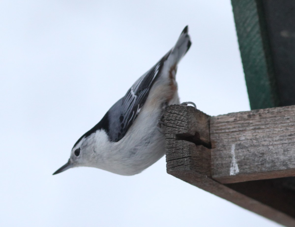 White-breasted Nuthatch - ML282353191