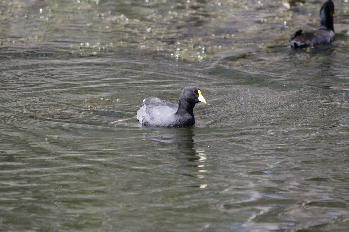 White-winged Coot - ML282353271
