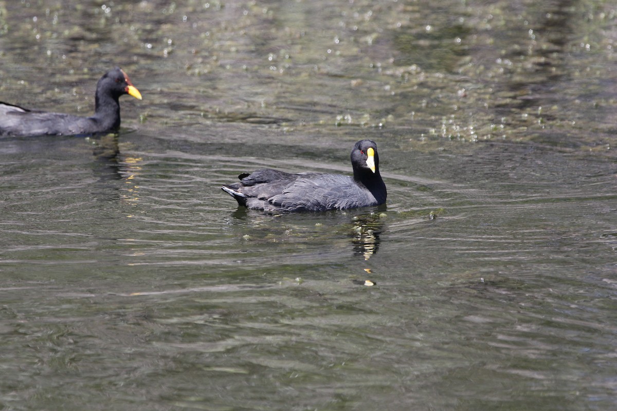 White-winged Coot - ML282353281