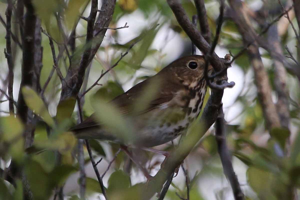 Hermit Thrush - ML282355041