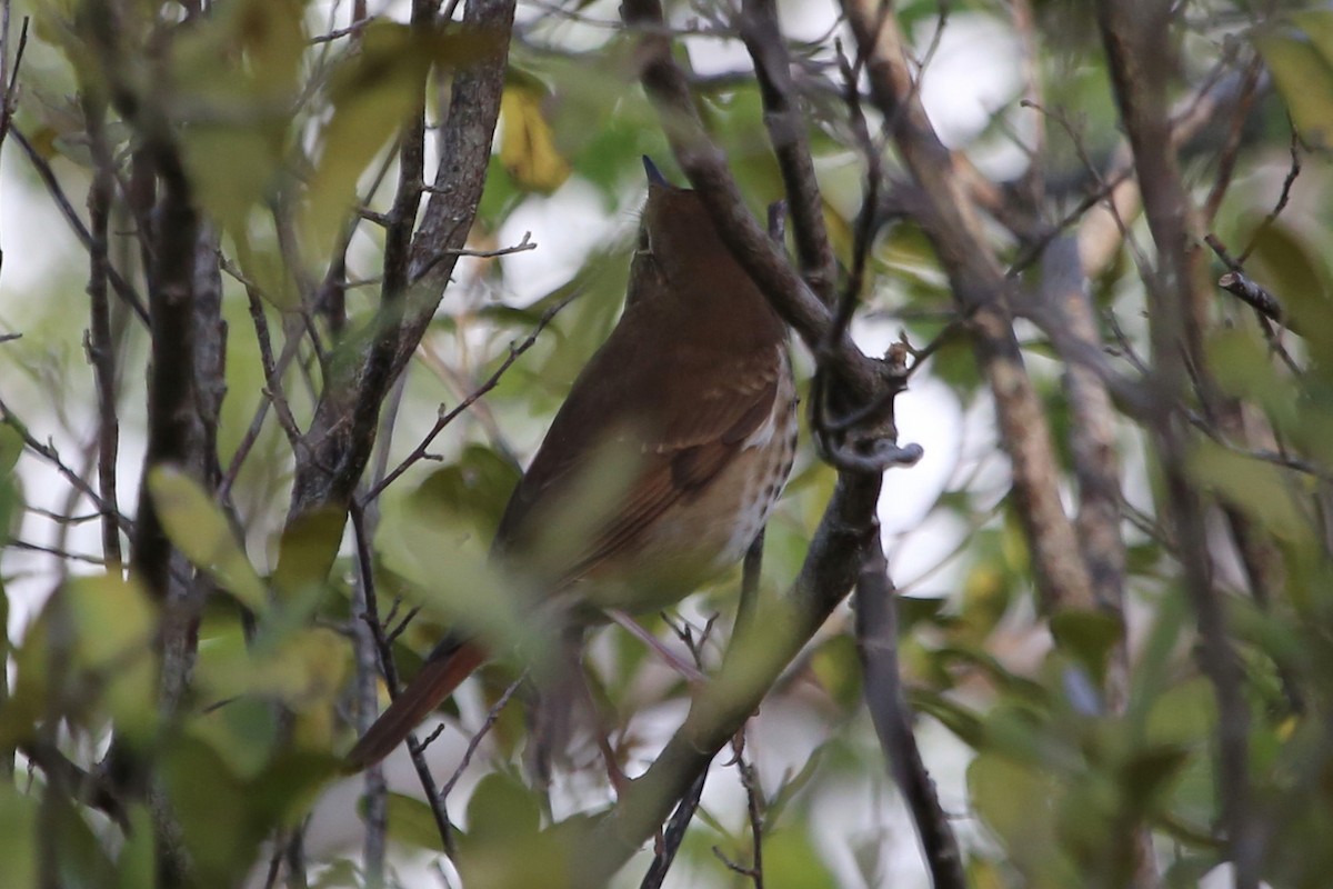 Hermit Thrush - ML282355071