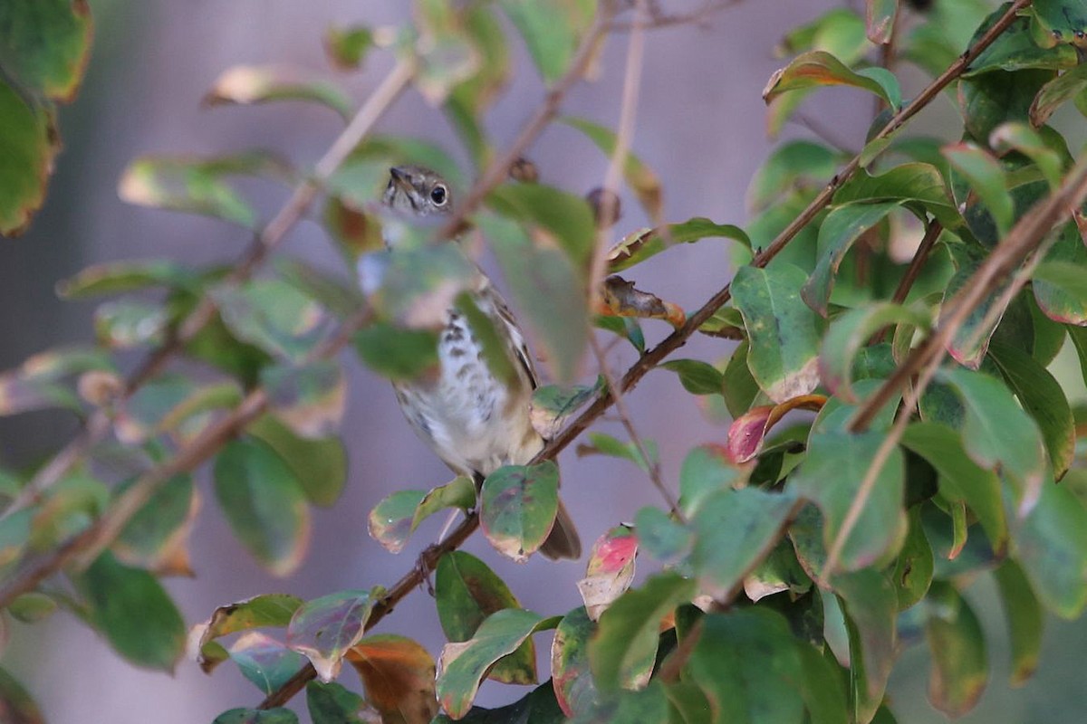 Hermit Thrush - ML282355131