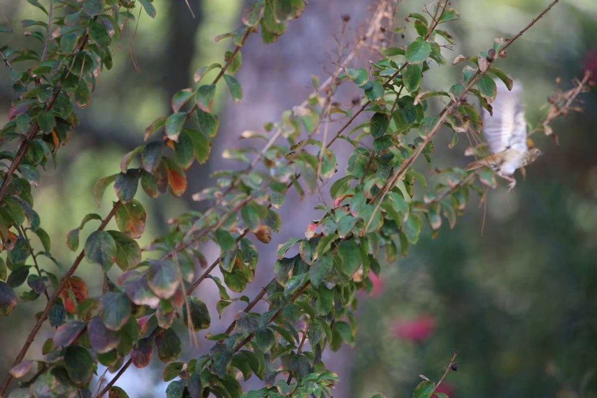 Hermit Thrush - ML282355171