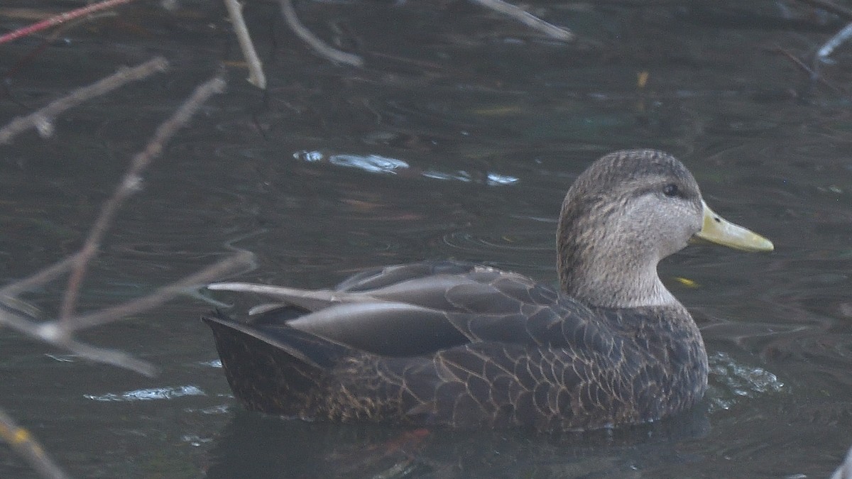 American Black Duck - Steve Butterworth