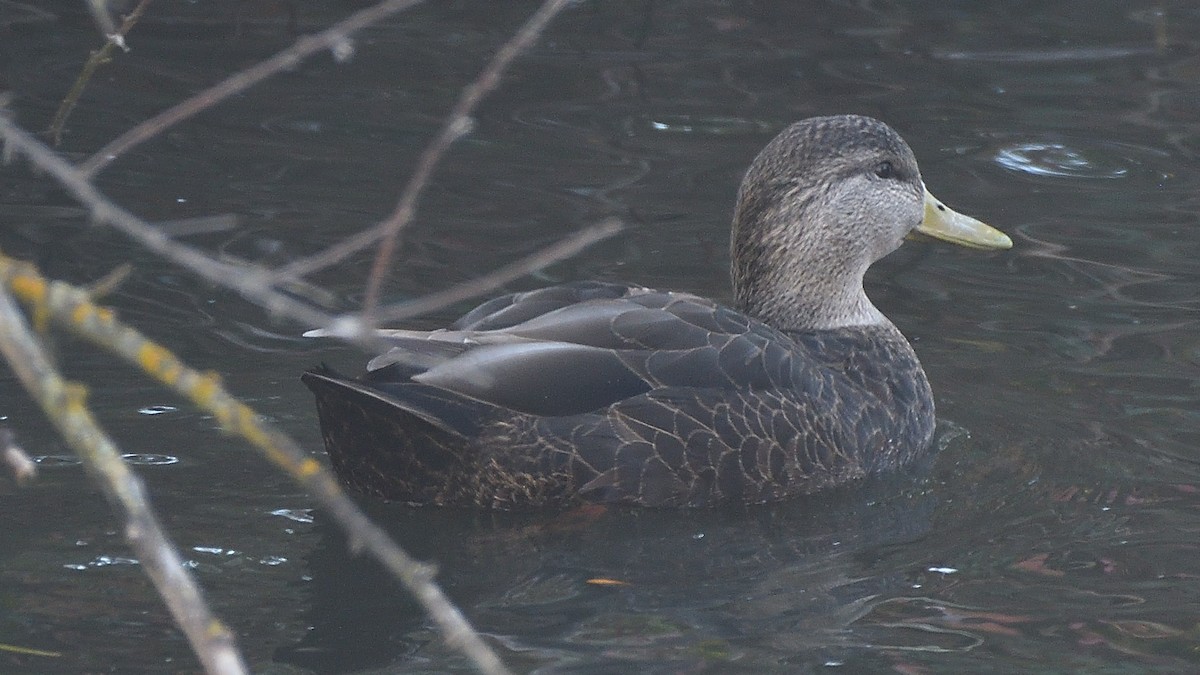 American Black Duck - ML282356451