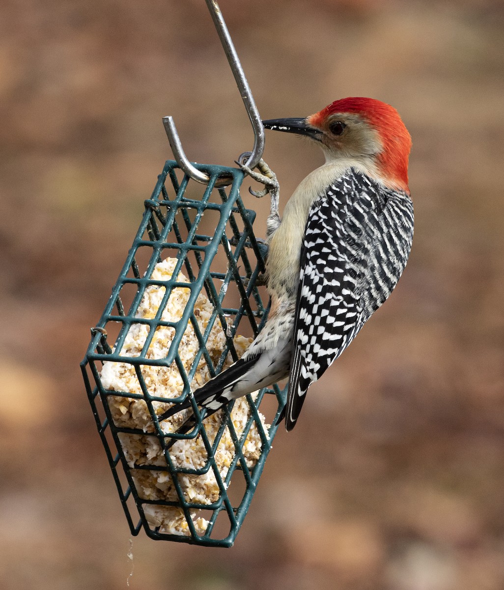 Red-bellied Woodpecker - ML282356901