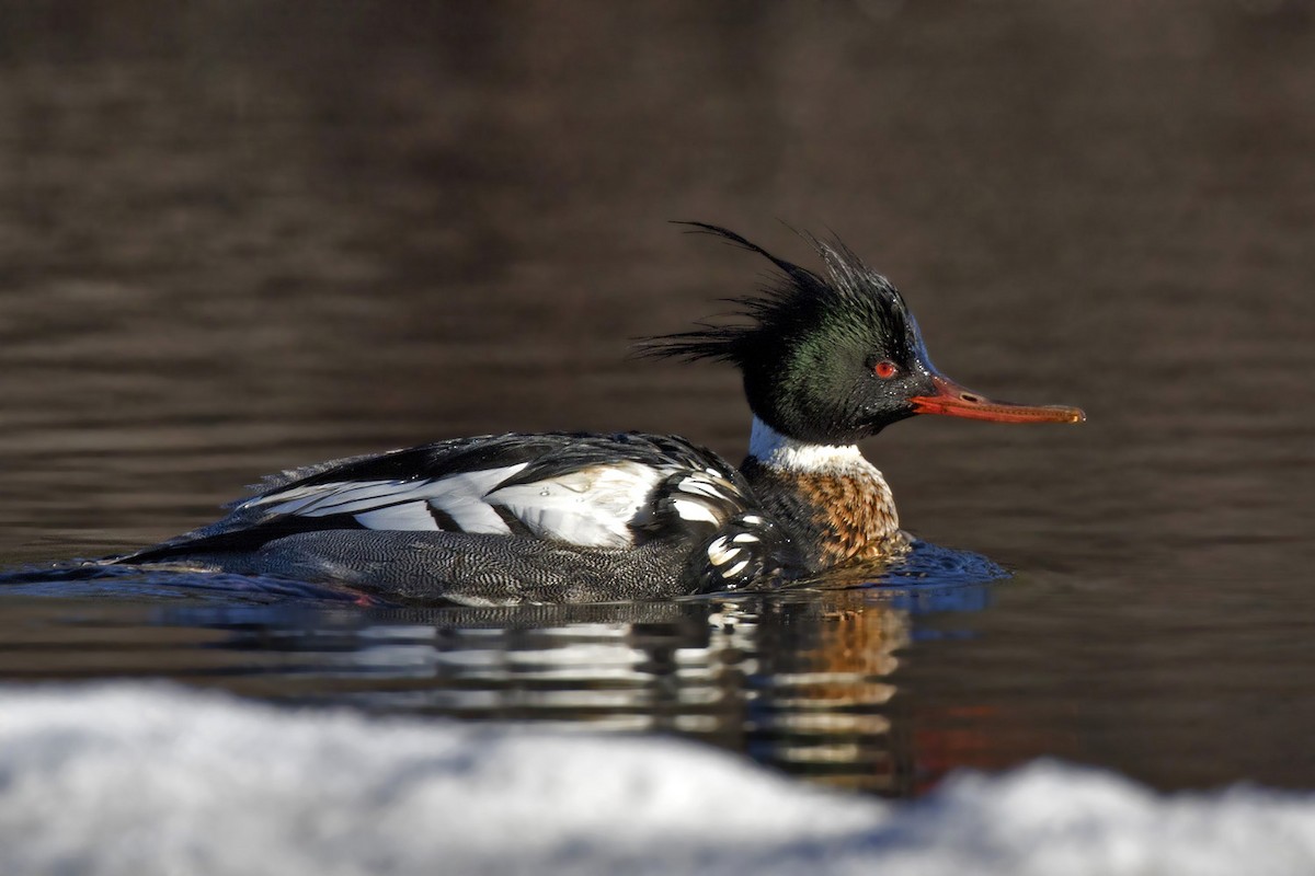 Red-breasted Merganser - ML282357831