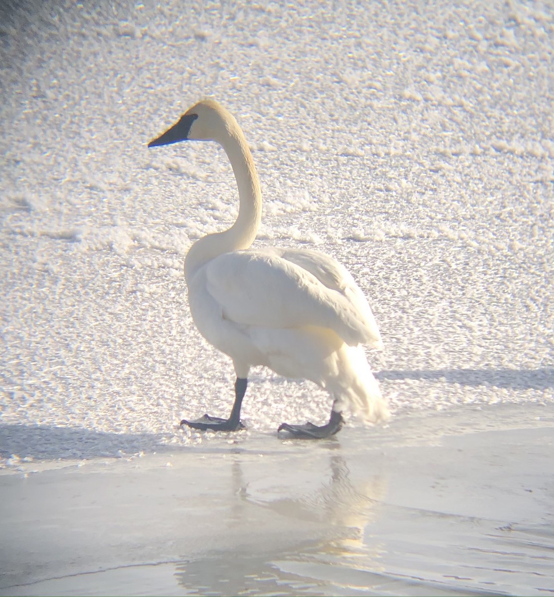 Trumpeter Swan - ML282358991