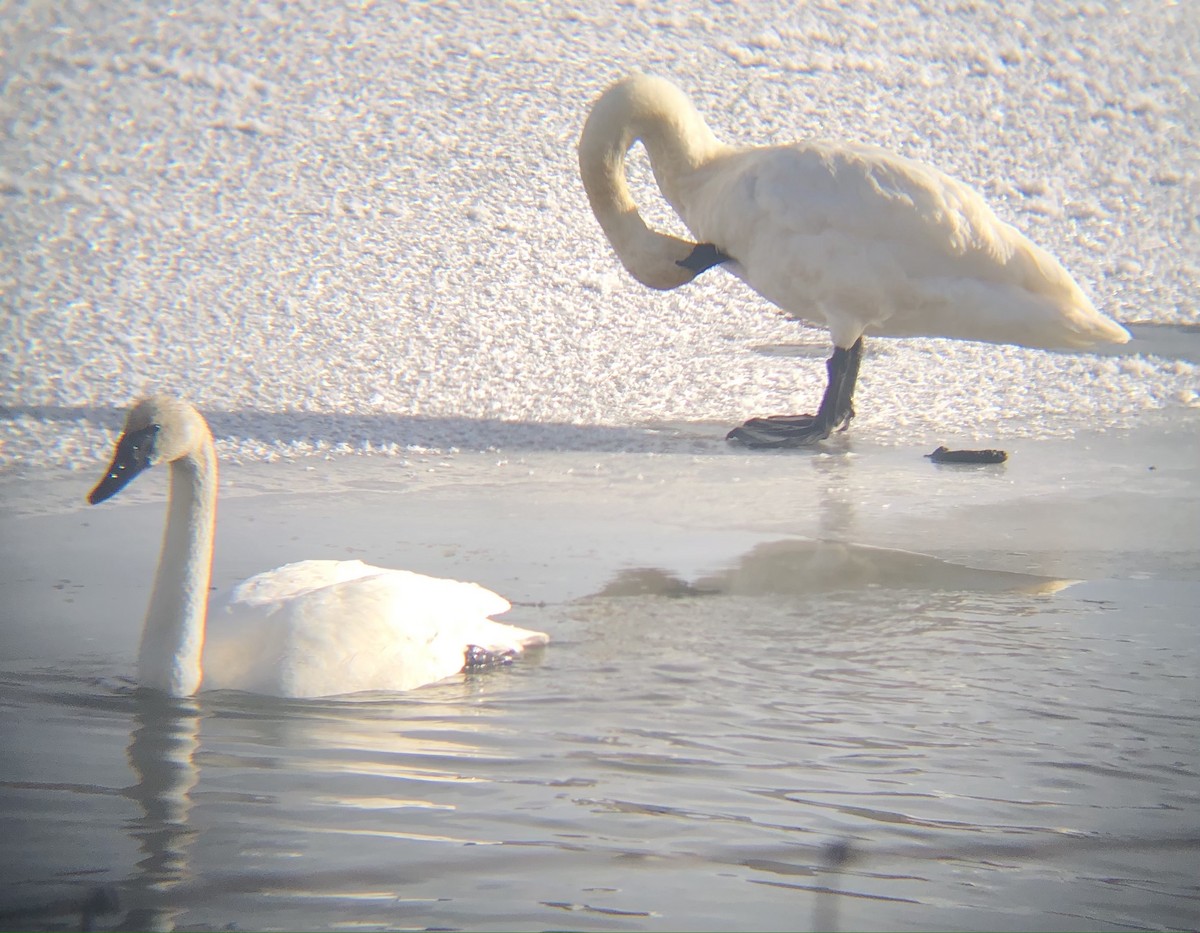 Trumpeter Swan - ML282359011