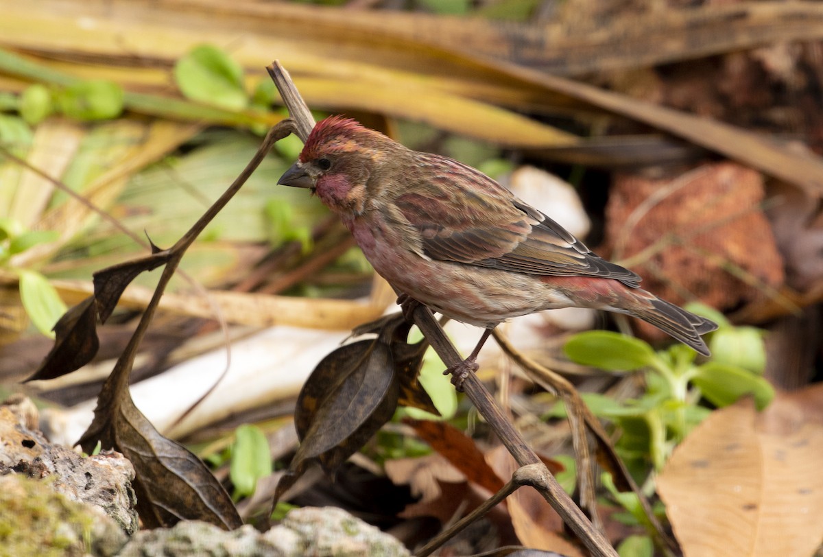 Purple Finch - ML282360741