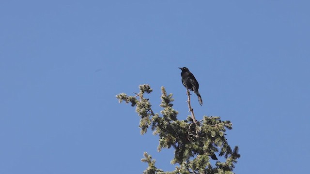 Great-tailed Grackle - ML282360891