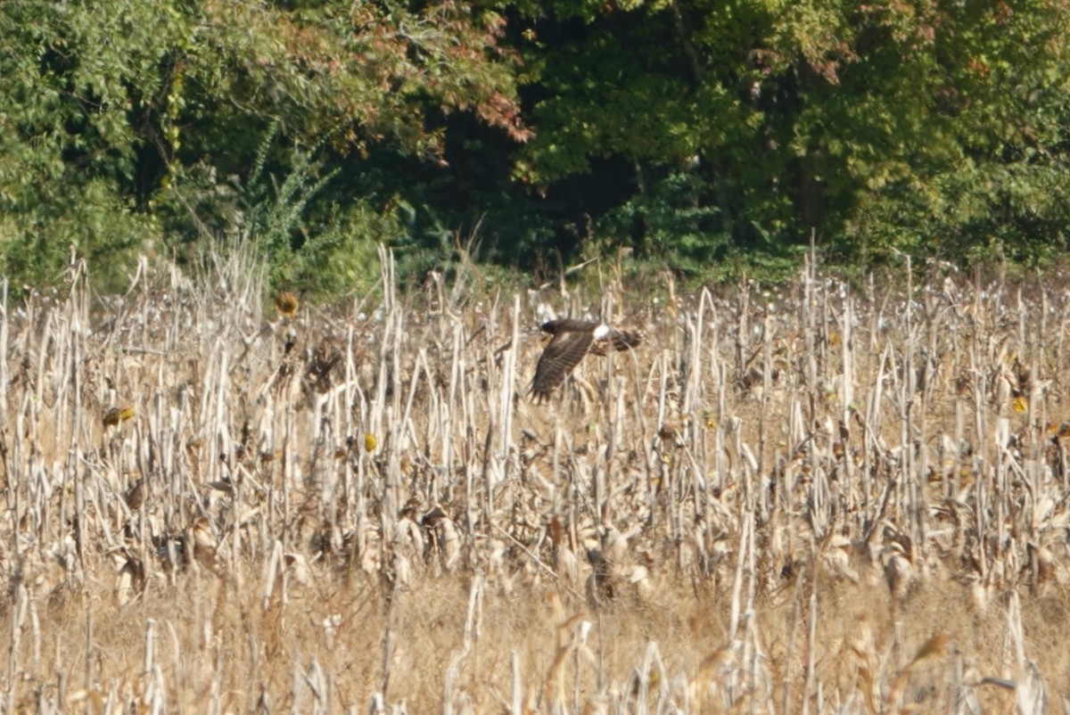 Northern Harrier - ML282362271