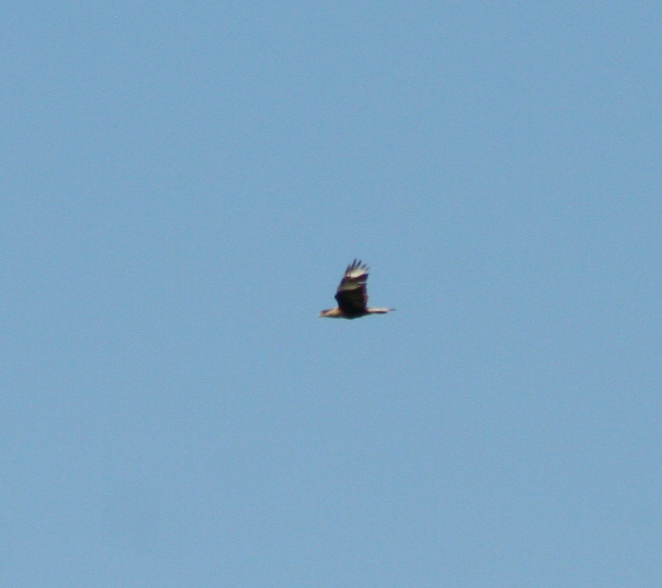 Crested Caracara (Northern) - ML28236331