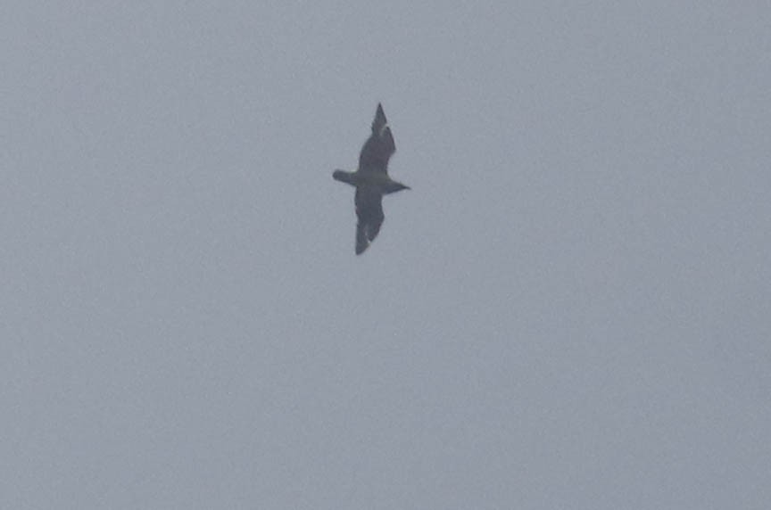 Great Skua - ML282363331