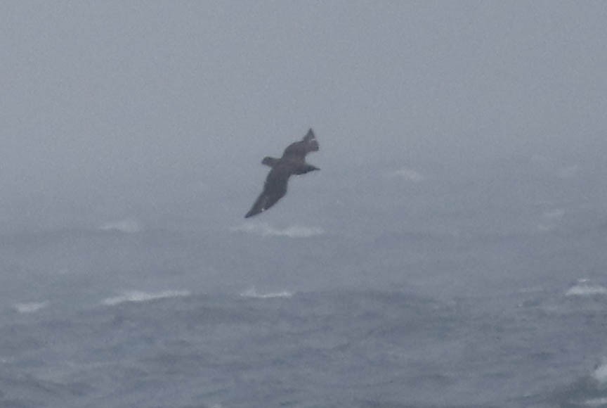 Great Skua - ML282363361