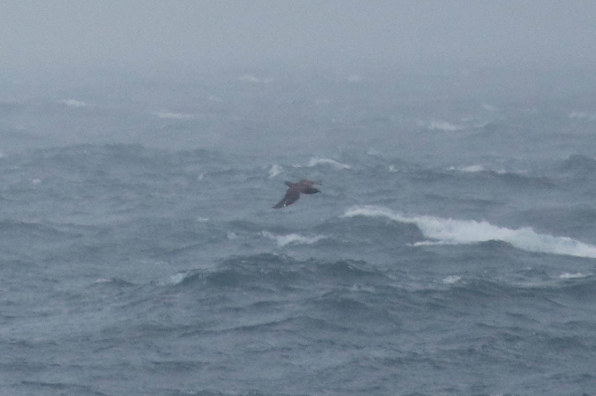 Great Skua - ML282363381