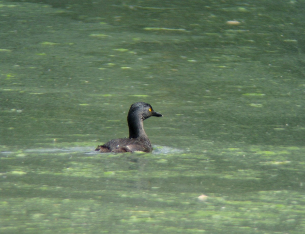Least Grebe - ML282363771