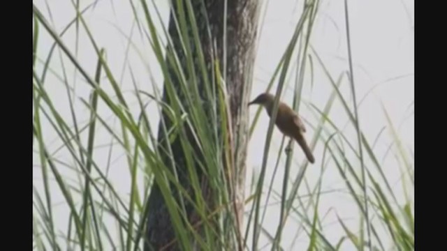 Clamorous Reed Warbler - ML282365461