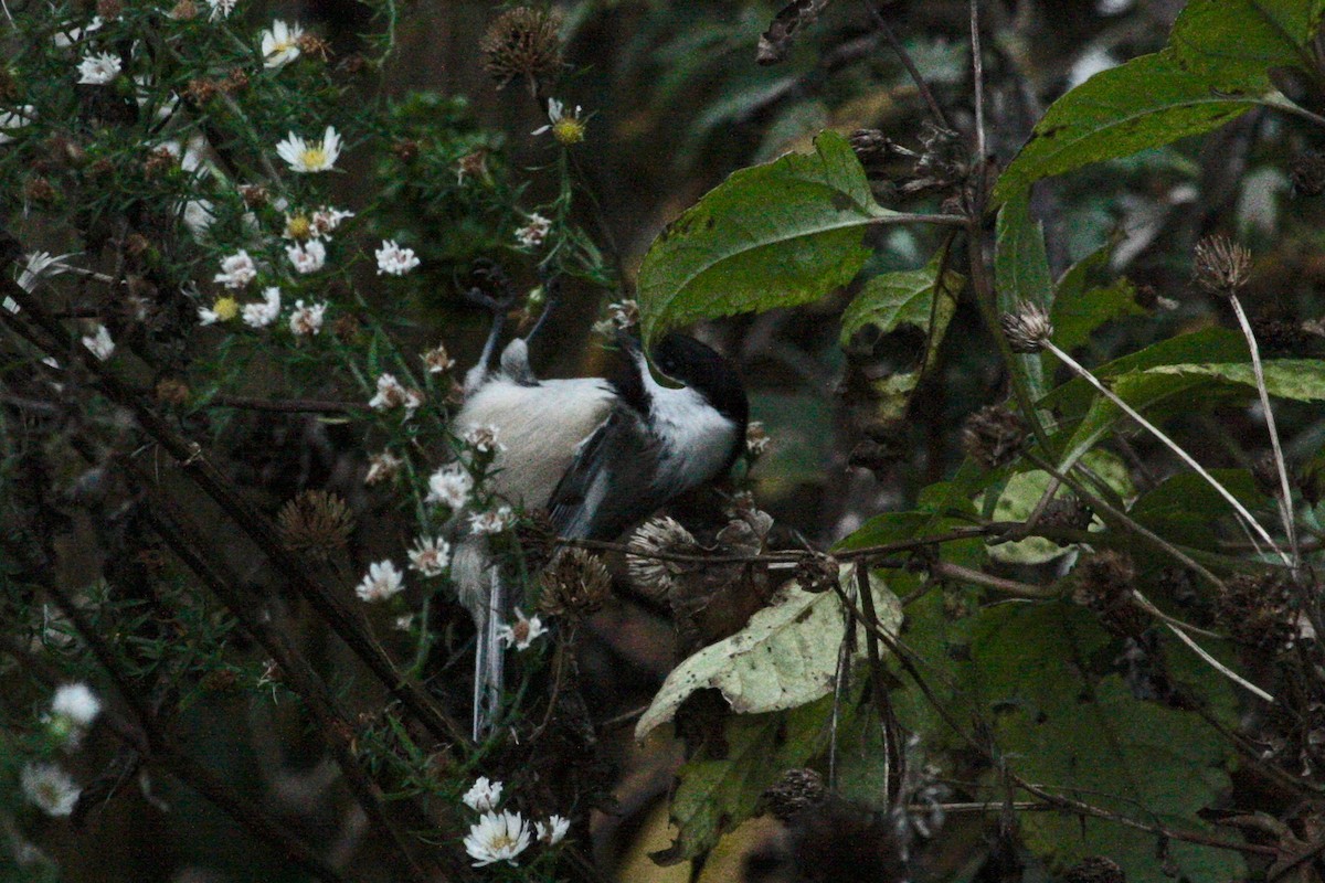 Mésange à tête noire - ML282365531