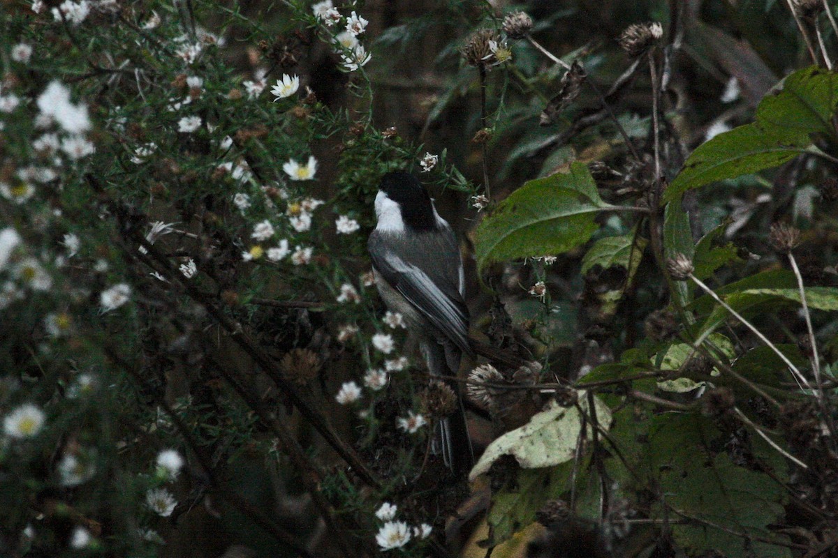 Black-capped Chickadee - ML282365541