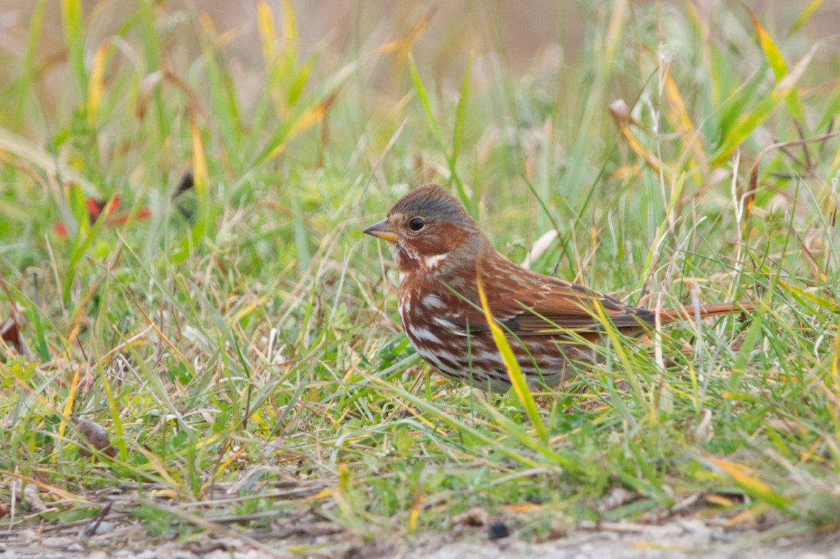 Fox Sparrow - ML282366201